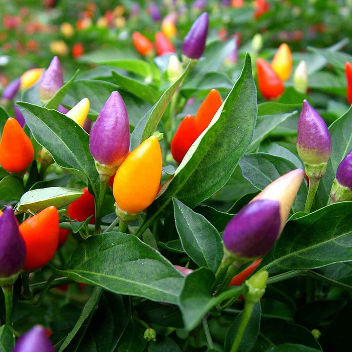 Colorful-chili-peppers-growing-on-a-plant-with-green-leaves.