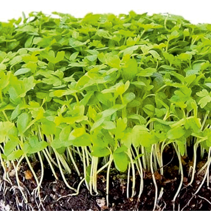 Celery-Microgreen