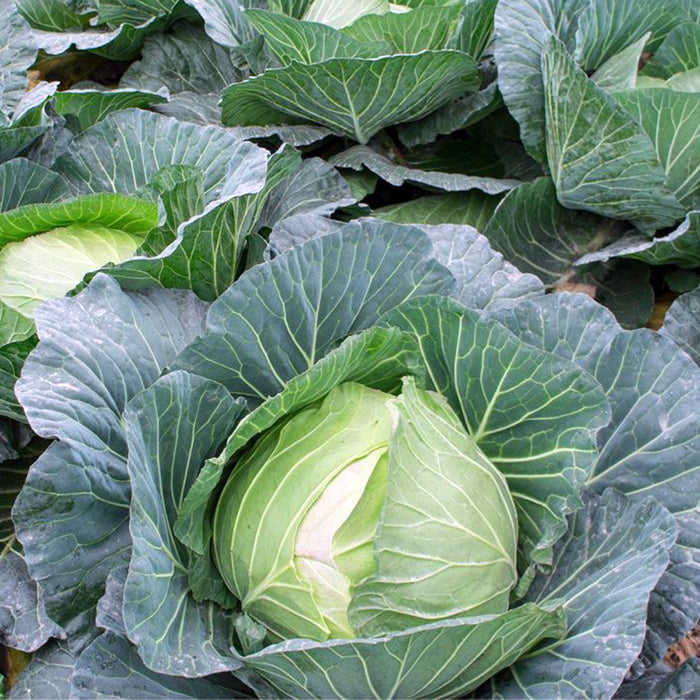 Cabbage-F-1-Hybrid-Seeds