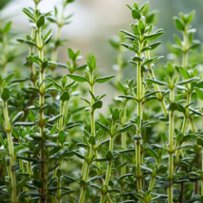 Thyme-(थाइम)-Seeds