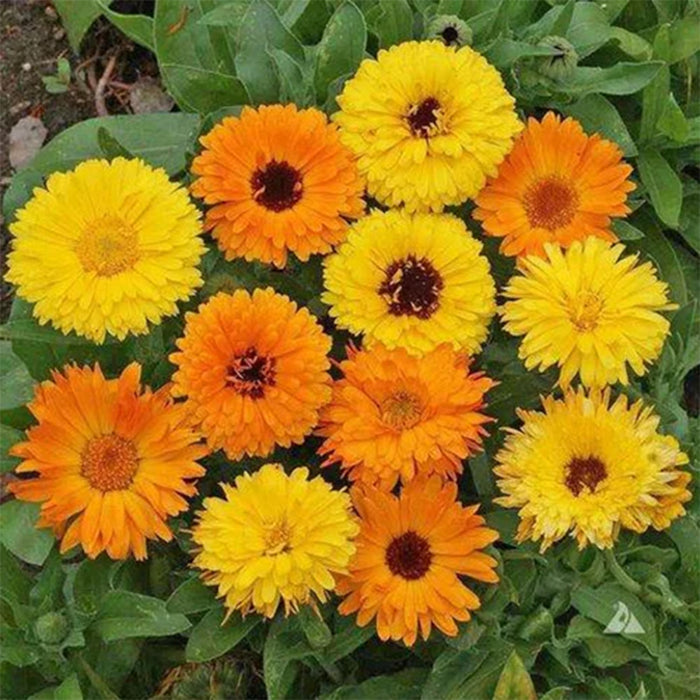 Calendula-(FG Mix)