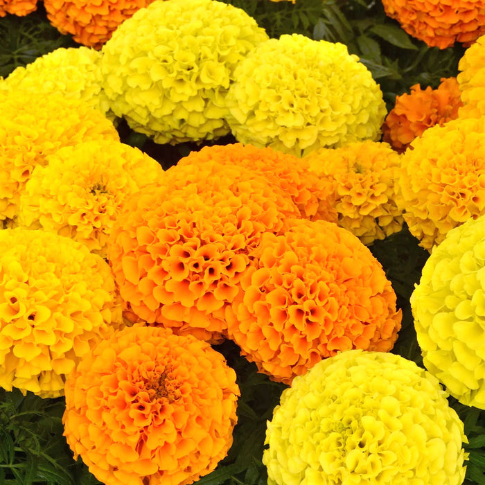 African-Marigold-Flower-Seeds