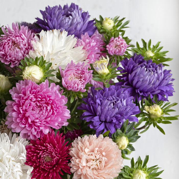 Aster-(Formula Mix) – Premium-Open-Pollinated-Seeds
