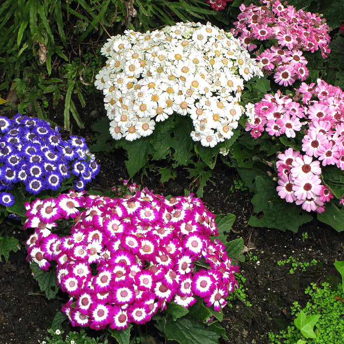Cineraria-(Dwarf Mix) – Premium-Open-Pollinated-Seeds