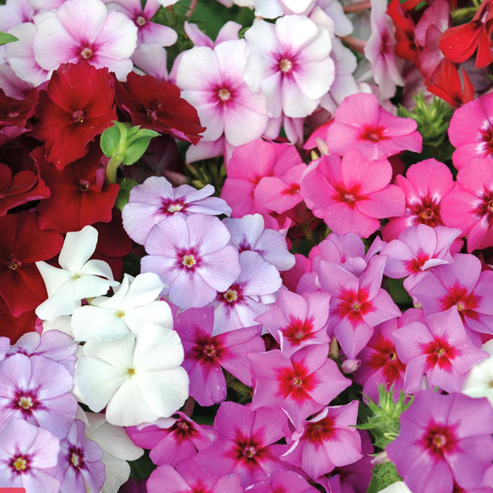 Phlox-(Beauty Mix)