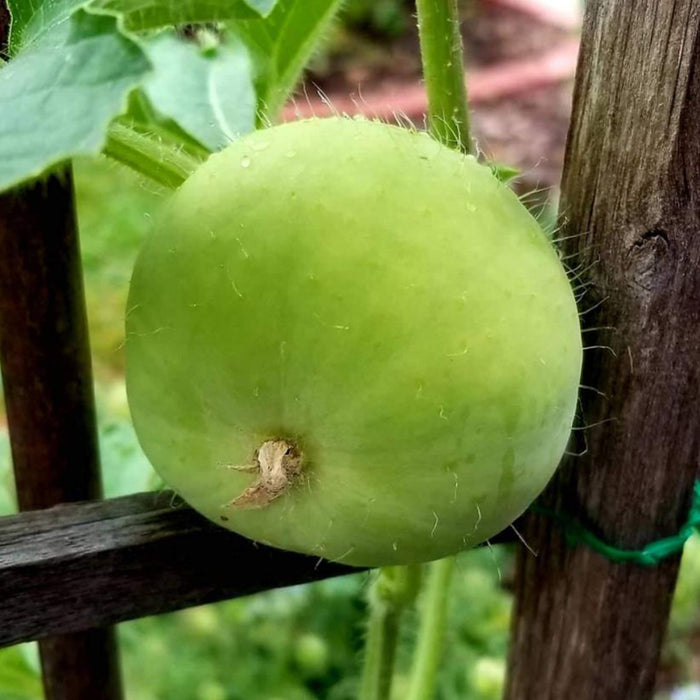 F1-Hybrid-Tinda-Seeds
