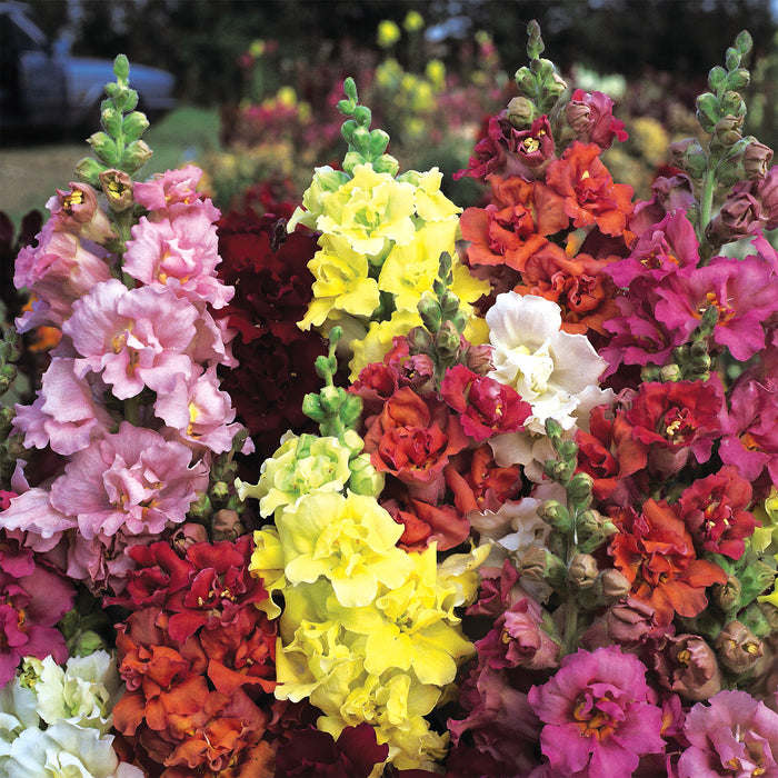 Antirrhinum-(Semi Tall Mix)