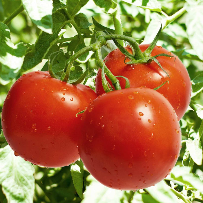 F-1 Hybrid-Tomato-Seeds