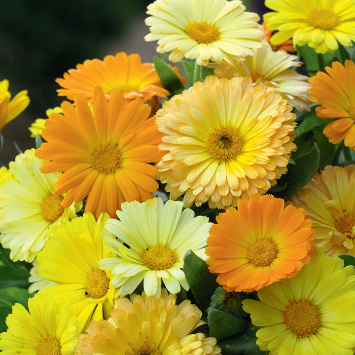 Dwarf-Calendula-Seeds