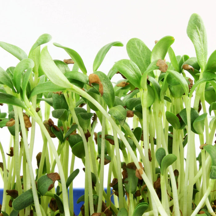 Fenugreek-Microgreen-Seeds
