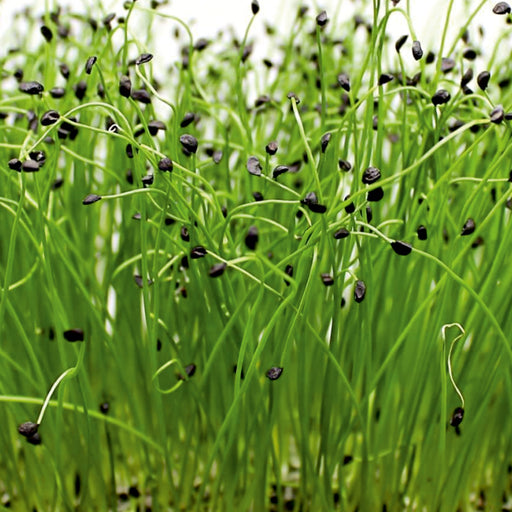 ONION-(MICROGREEN)