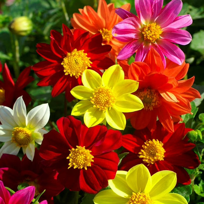 Dahlia-(Top Mix)