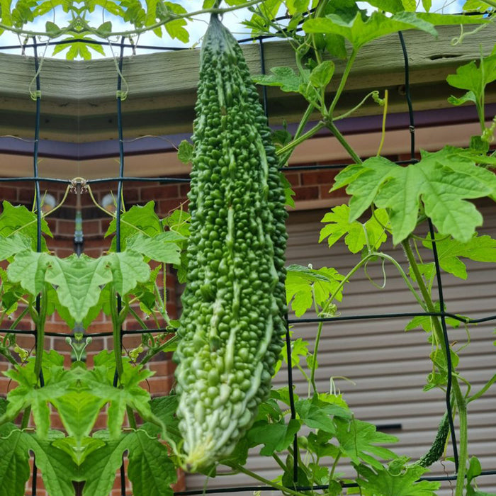 Bitter-Gourd-F-1-Hybrid-Seeds