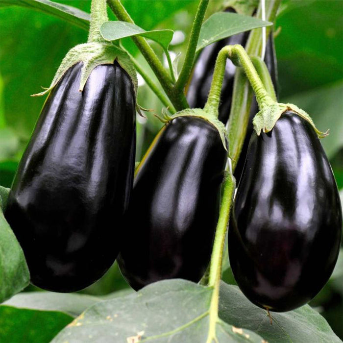 Brinjal-Hybrid-(Black Small)-Seeds!