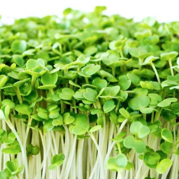 Rocket-(रॉकेट माइक्रोग्रीन)-Microgreens-Seeds