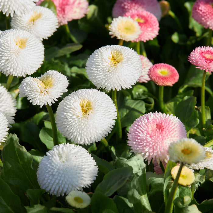 Daisy-(KS Spl Mix) –Premium-Open-Pollinated-Seeds