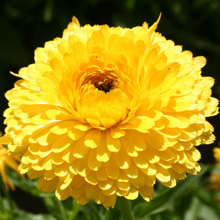 Calendula-(Dwarf Yellow)