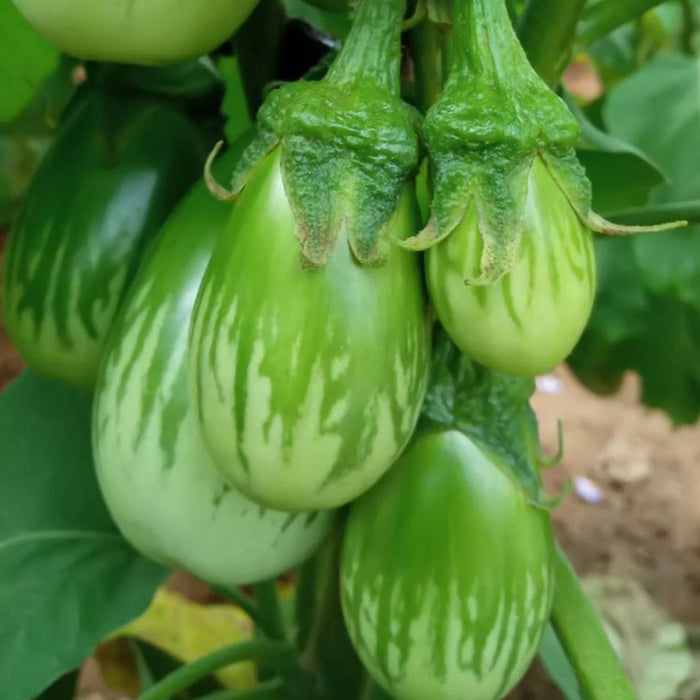 Brinjal-Hybrid-Green-Long-Seeds