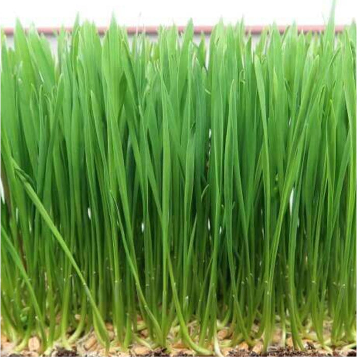 Swiss-Chard-IND-(MICROGREEN)