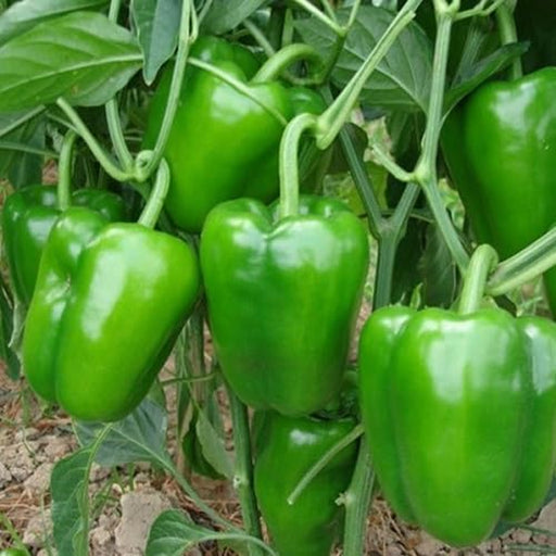 Capsicum-Green-F1-Hybrid-Seeds