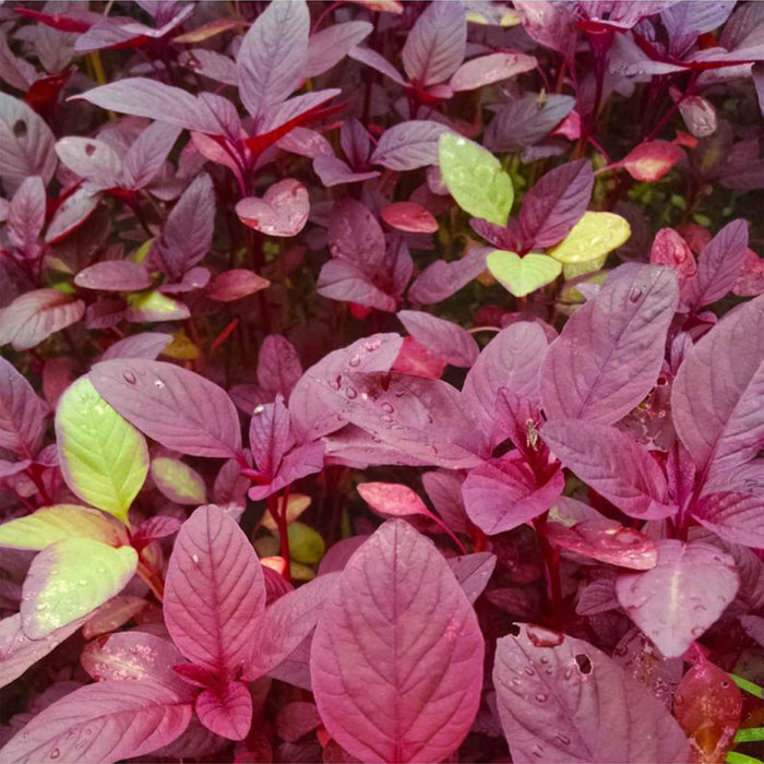 Red-Amaranthus-(Lal Saag)-Seeds
