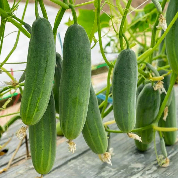 F1-Hybrid-Cucumber-Seeds