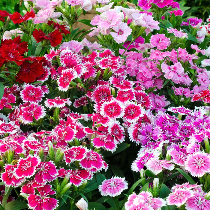 Dianthus-(Baby Mix)