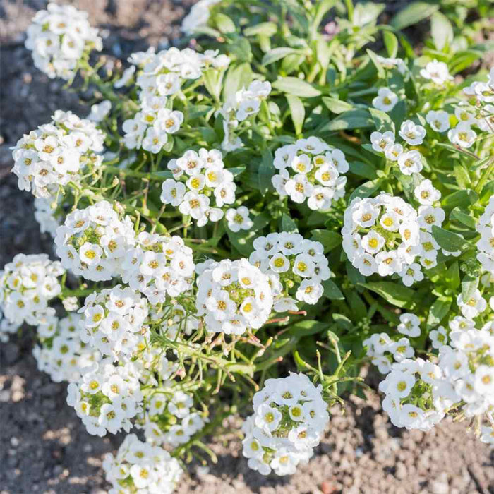 Alyssum-White-Carpet-Seeds