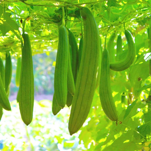 Sponge-Gourd-(गिलकी)-F-1-Hybri- Seeds
