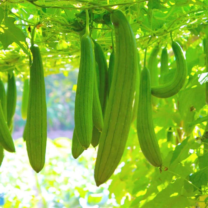 Sponge-Gourd-(गिलकी)-F-1-Hybri- Seeds
