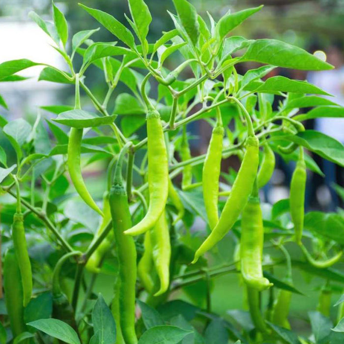 F1-Hybrid-Chili-Seeds