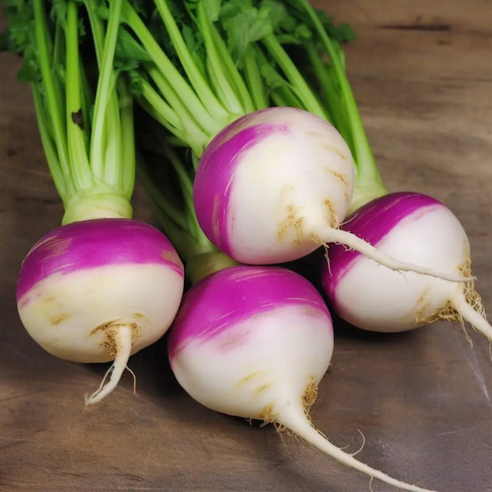 Turnip-शलजम)-Seeds