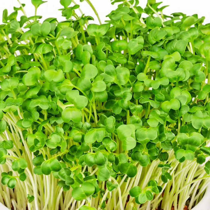 Radish-(मूली माइक्रोग्रीन)-Microgreens-Seeds