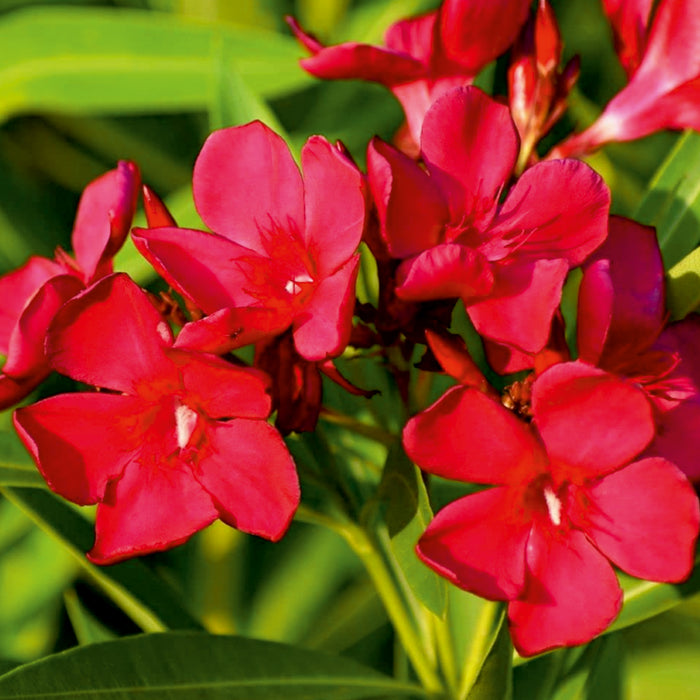 Red Kaner-(Nerium Oleander)
