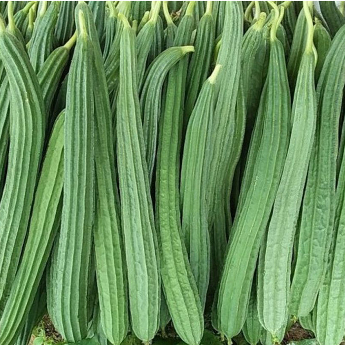 F-1-Hybrid-Seeds
