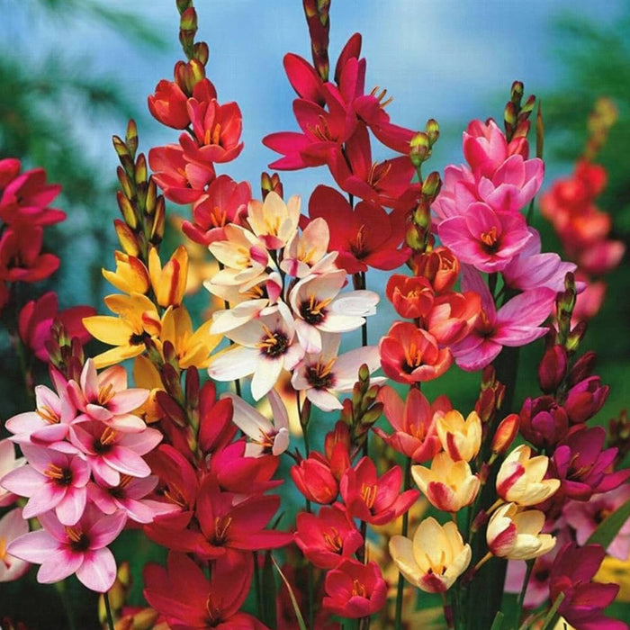 Axia-Hybrid-Flower-Bulbs