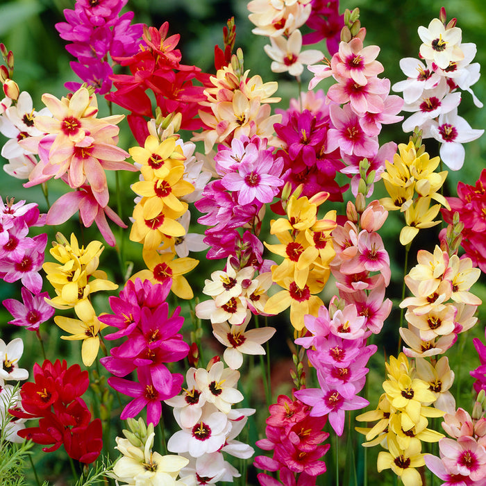 Axia-Top-Flower-Bulbs