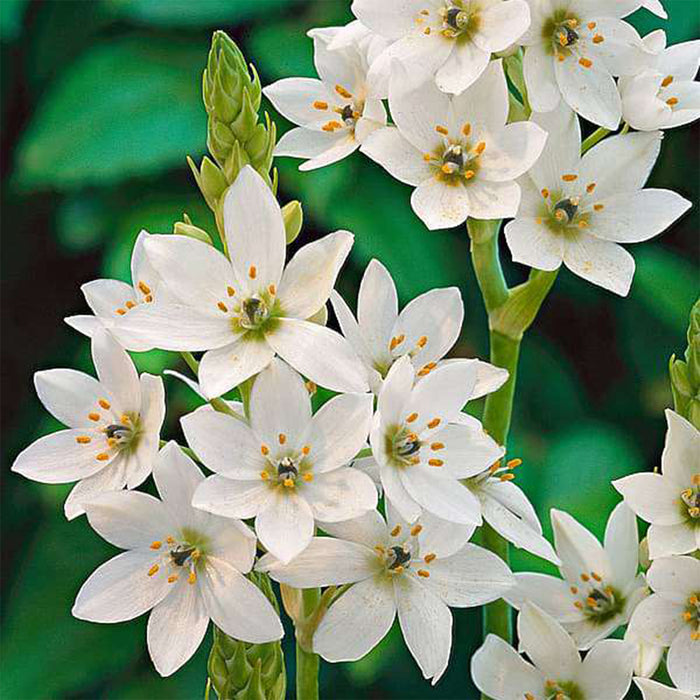 Chinchirinchi-Flower-Bulbs