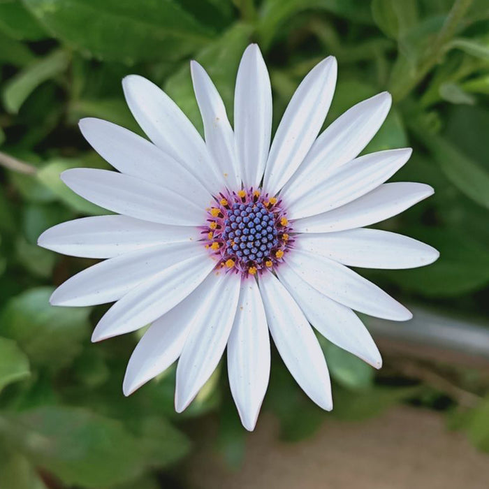 Dimorphotheca-(KS Spl White) – Premium-Open-Pollinated-Seeds