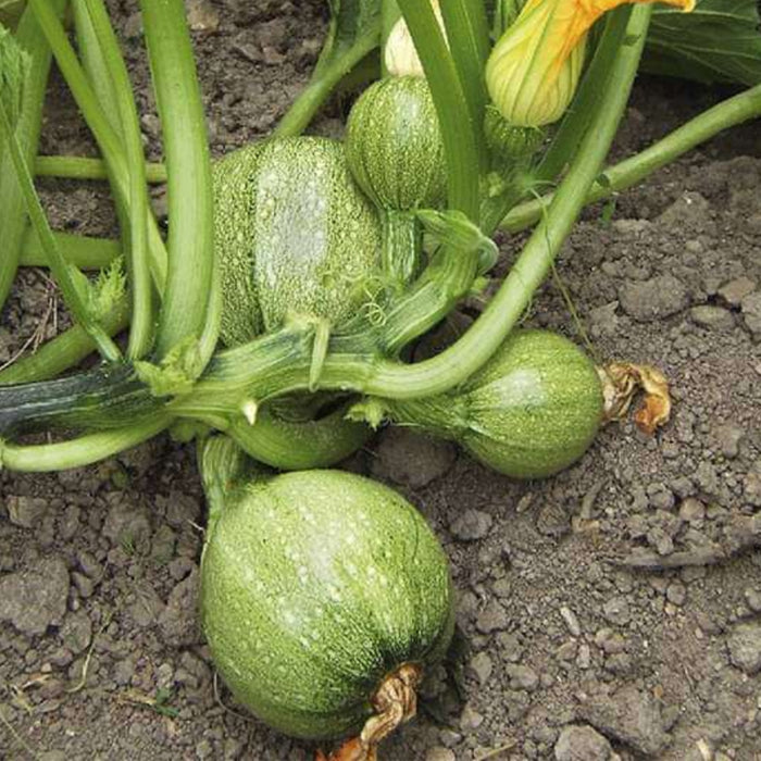 Premium-Chappan-Kaddu-(छप्पन कद्दू)-Seeds