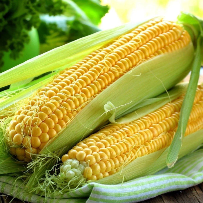 Sweet-Corn-(स्वीट कॉर्न)-Seeds