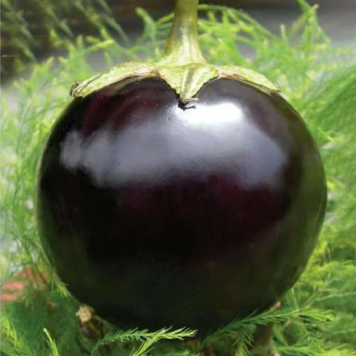 F1-Hybrid-Brinjal-(Big Round)-Seeds!