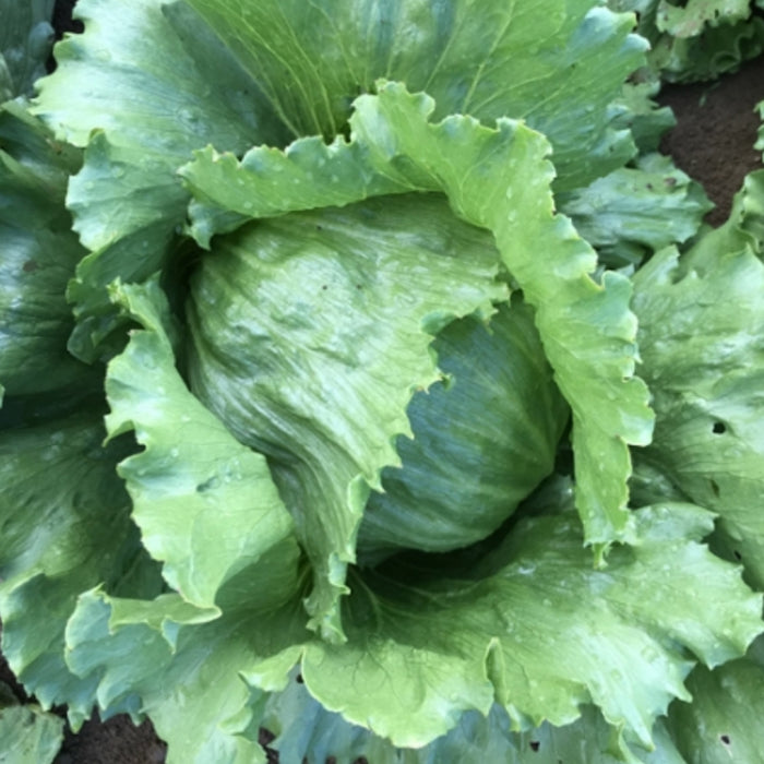 Lettuce-Iceberg-(लेट्यूस आइसबर्ग)-Seeds