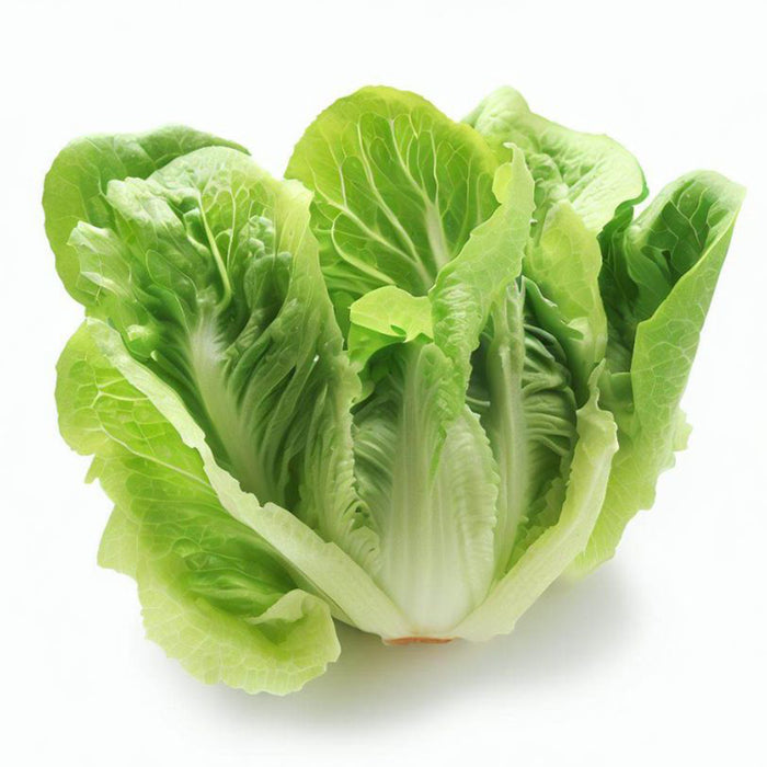 Lettuce-Romaine-(सलाद पत्ते)-Seeds