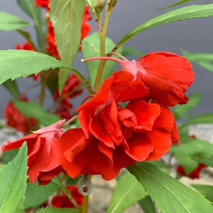 Balsam-(KS Spl Rose)