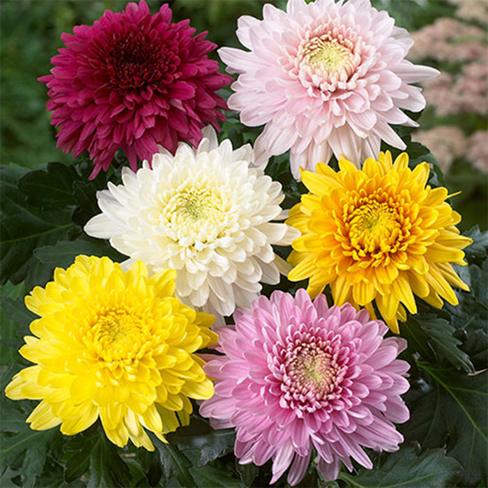 Chrysanthemum-(Paludo Mix) -Premium-Open-Pollinated-Seeds