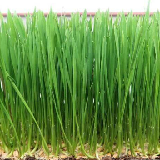 Wheatgrass-(गेंहू घास माइक्रोग्रीन)-Seeds