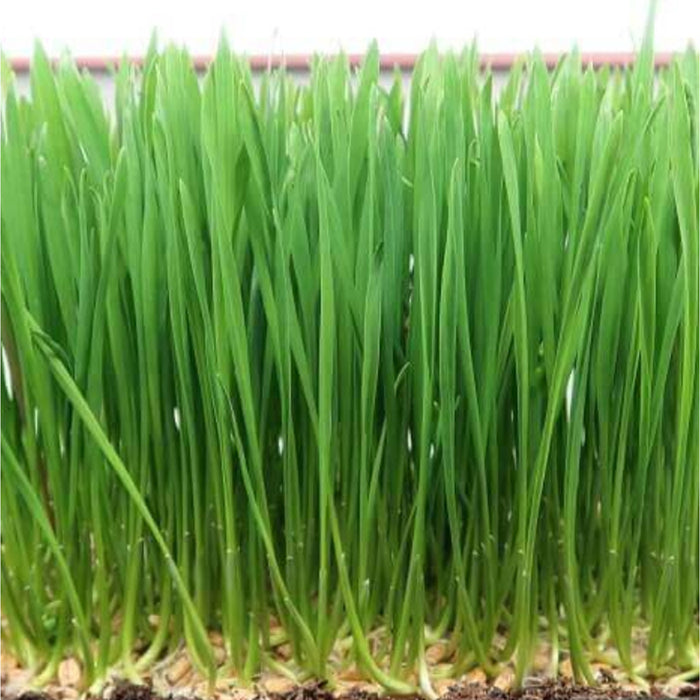 Wheatgrass-(गेंहू घास माइक्रोग्रीन)-Seeds