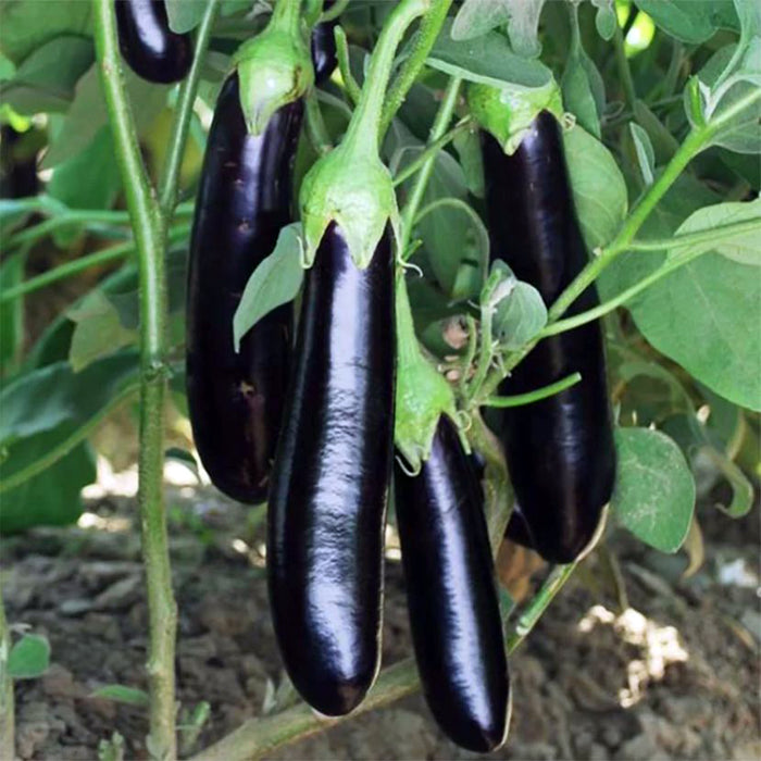 F1-Hybrid-Brinjal-(Long Black)-Seed