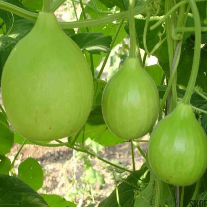 Ash-Gourd-(गोल लौकी)-F-1-Hybrid -Seeds